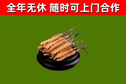 霞山区回收散虫草